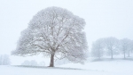 un-arbre-recouvert-de-neige-au-milieu-d-un-champ-photo-d-illustration_6148864.jpg